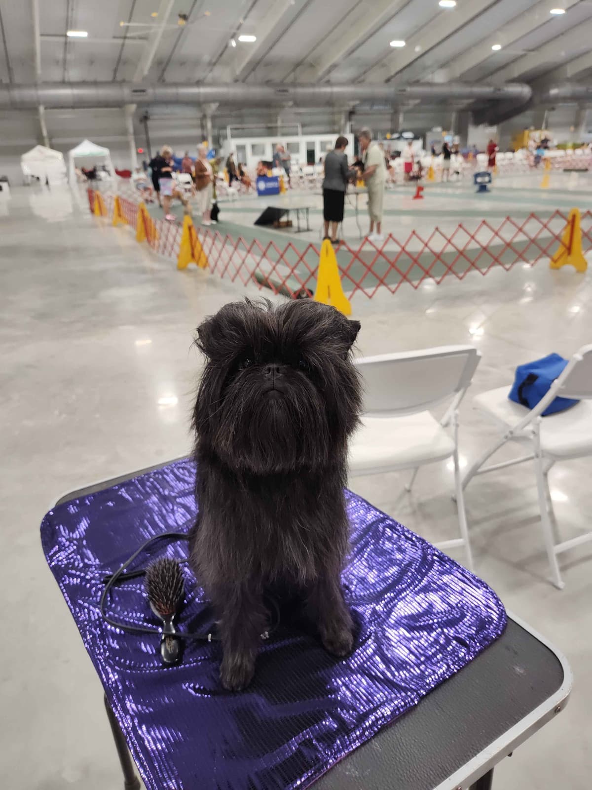 Affenpinscher Puppies breeder image 11