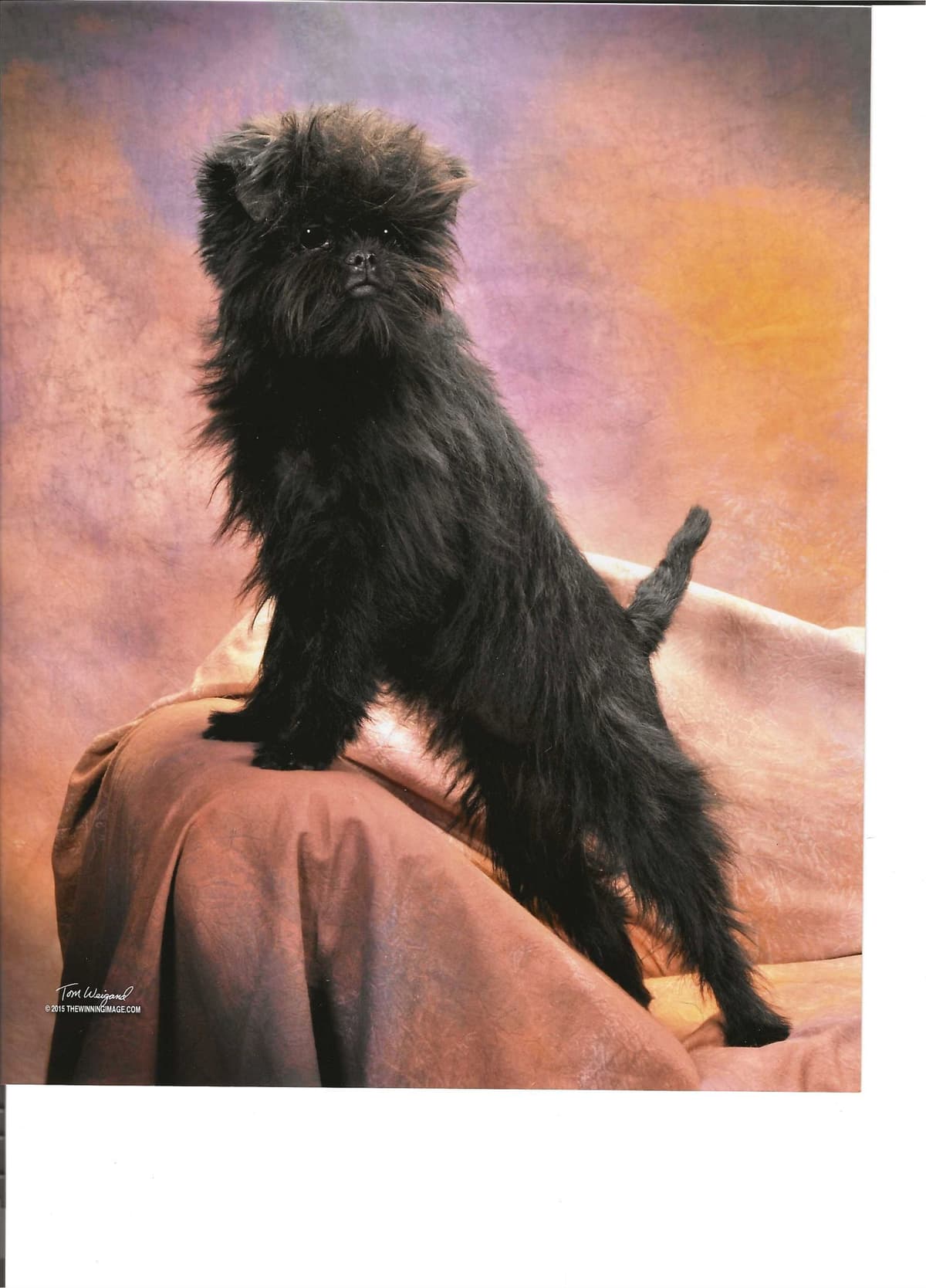 Affenpinscher Puppies breeder image 12