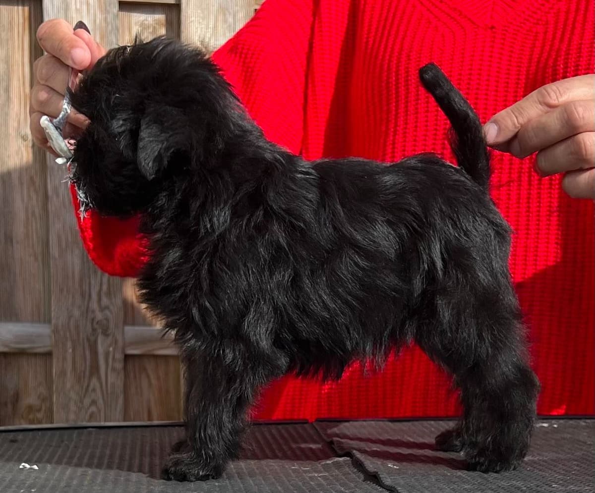 Affenpinscher Puppies breeder image 13