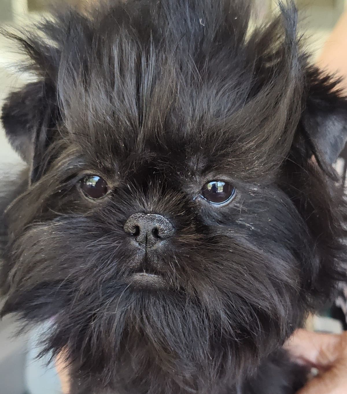 Affenpinscher Puppies breeder image 14
