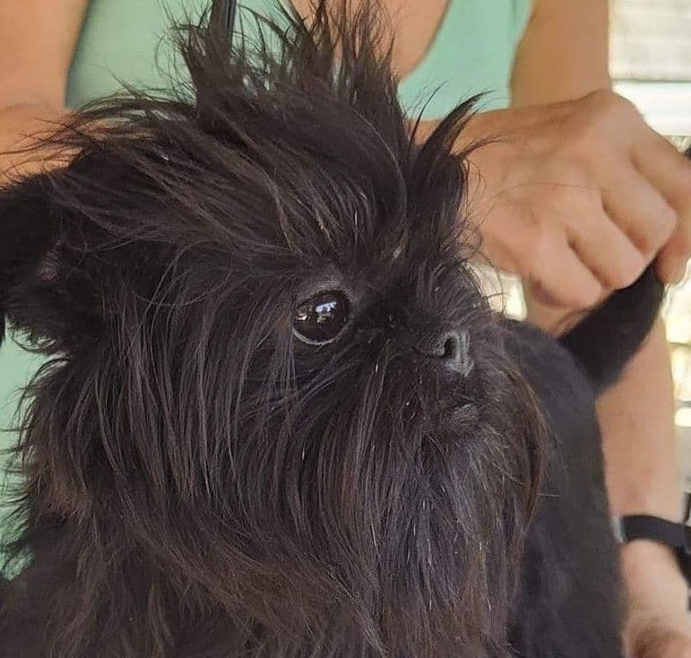 Affenpinscher Puppies breeder image 19