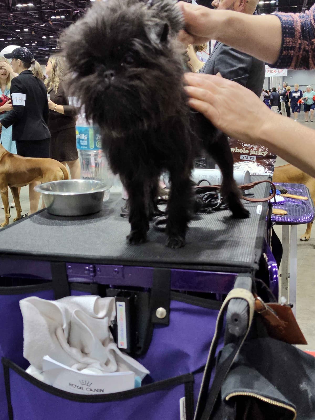 Affenpinscher Puppies breeder image 20