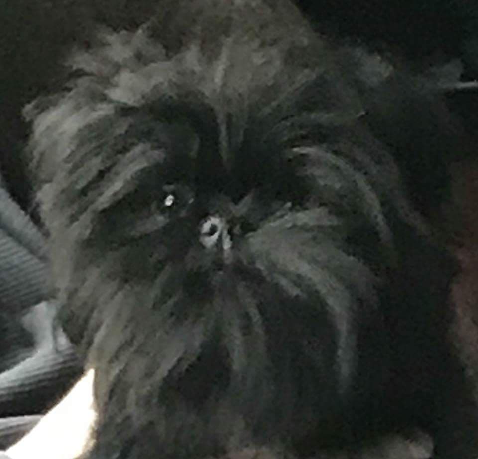 Affenpinscher Puppies breeder image 25
