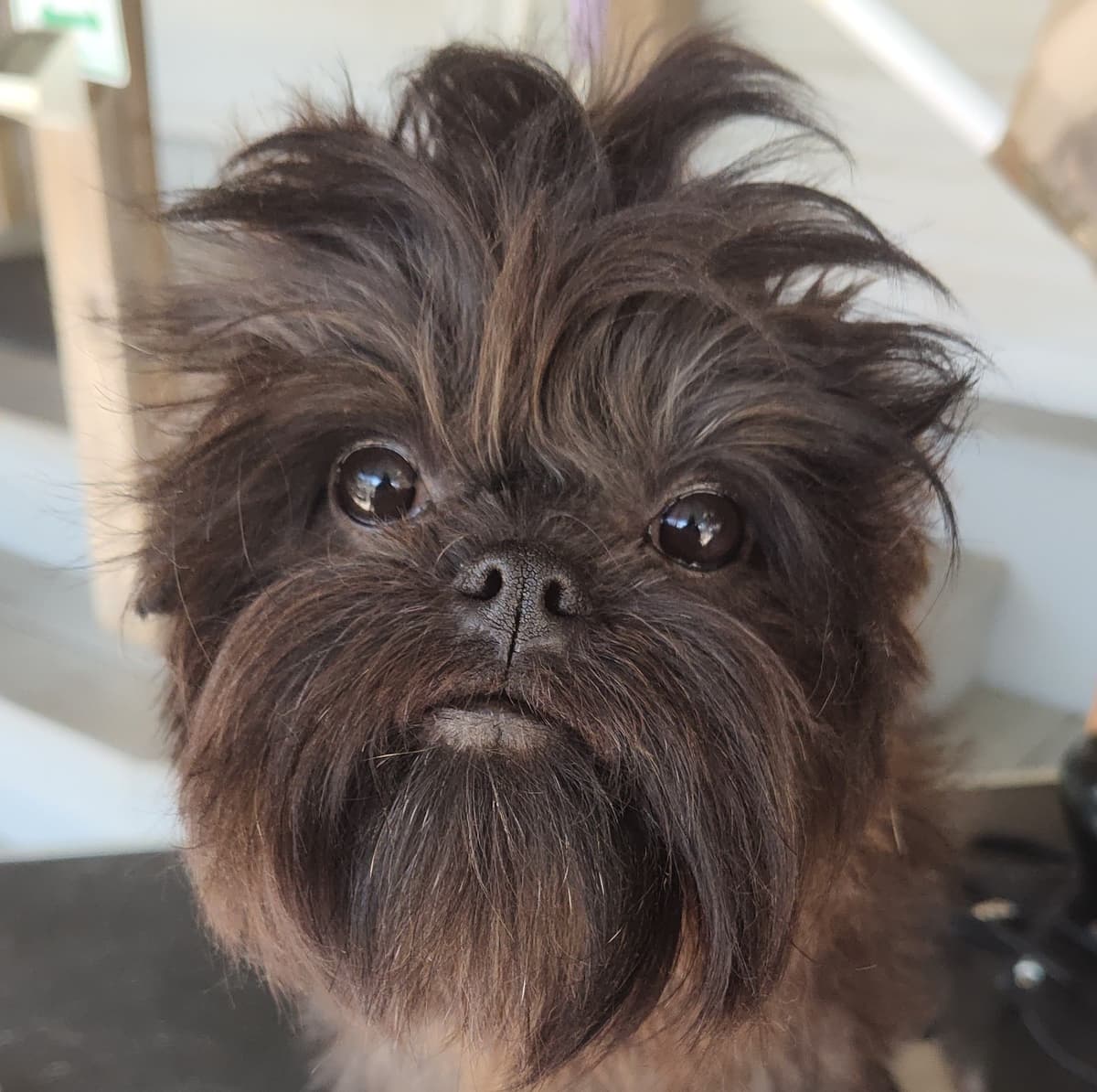 Affenpinscher Puppies breeder image 27