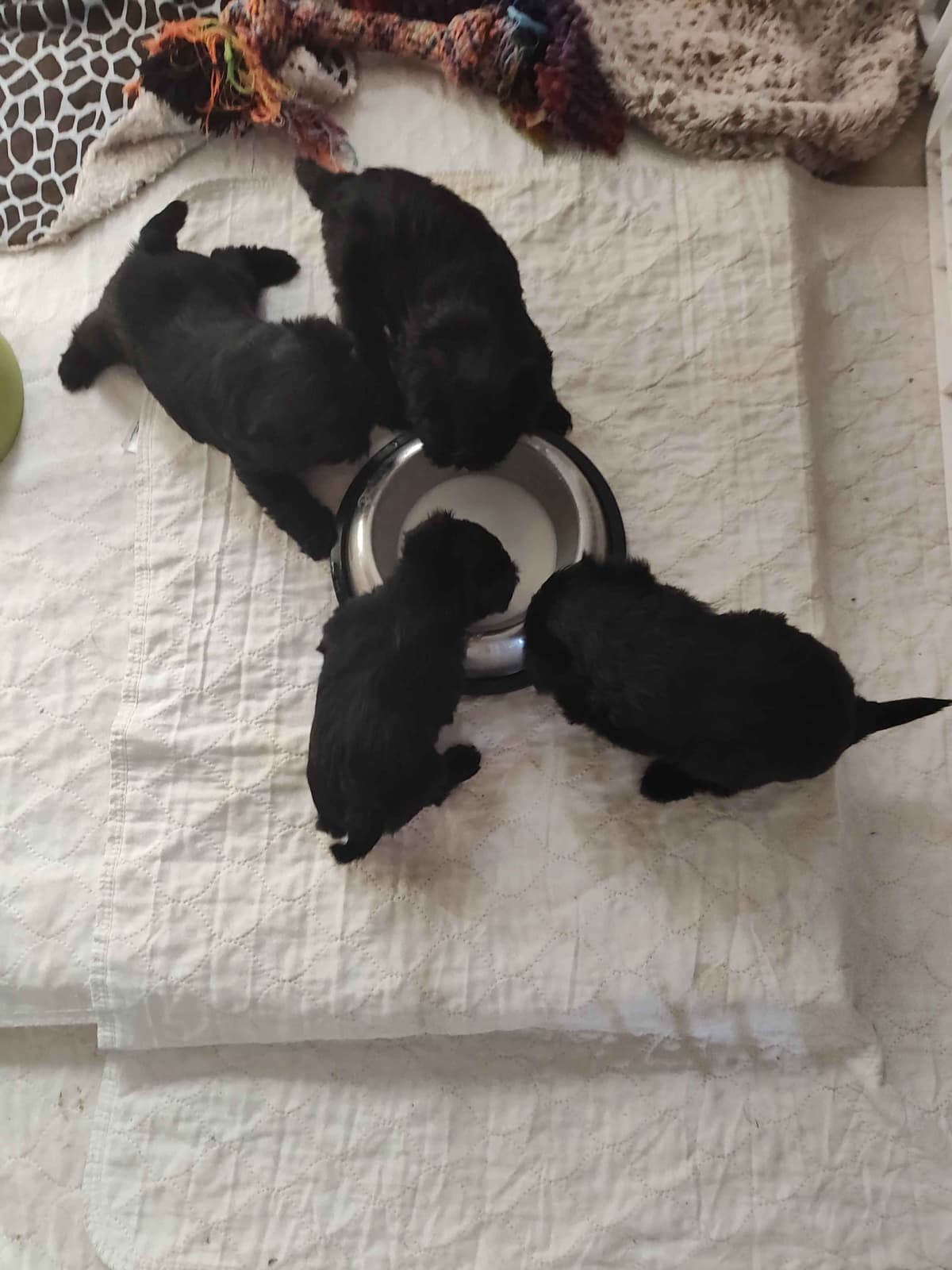Affenpinscher Puppies breeder image 29