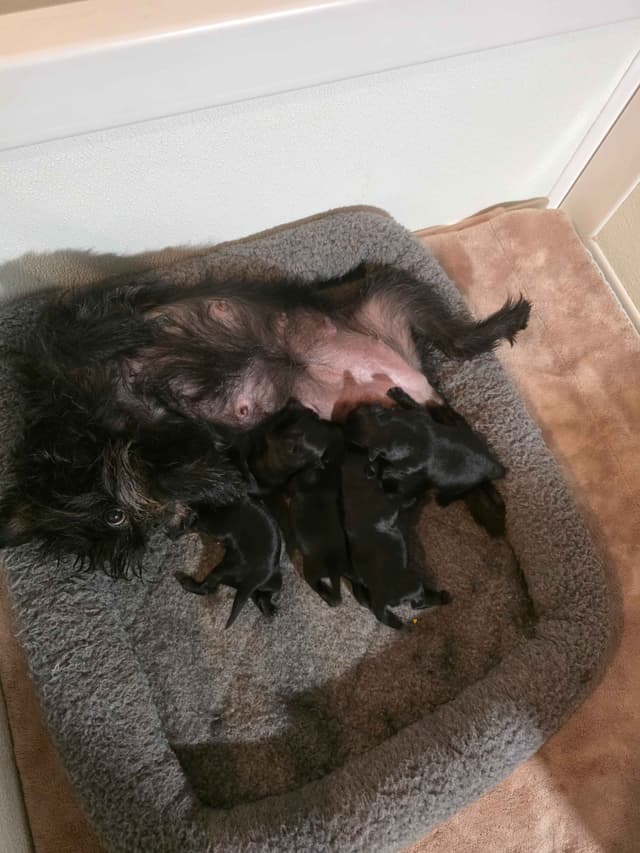 Affenpinscher Puppies media 2