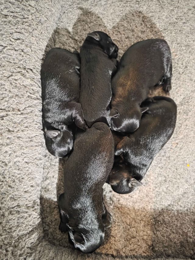 Affenpinscher Puppies media 3