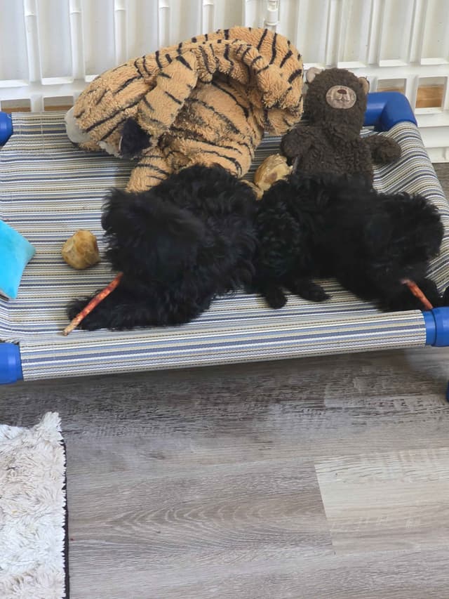 Affenpinscher Puppies media 6