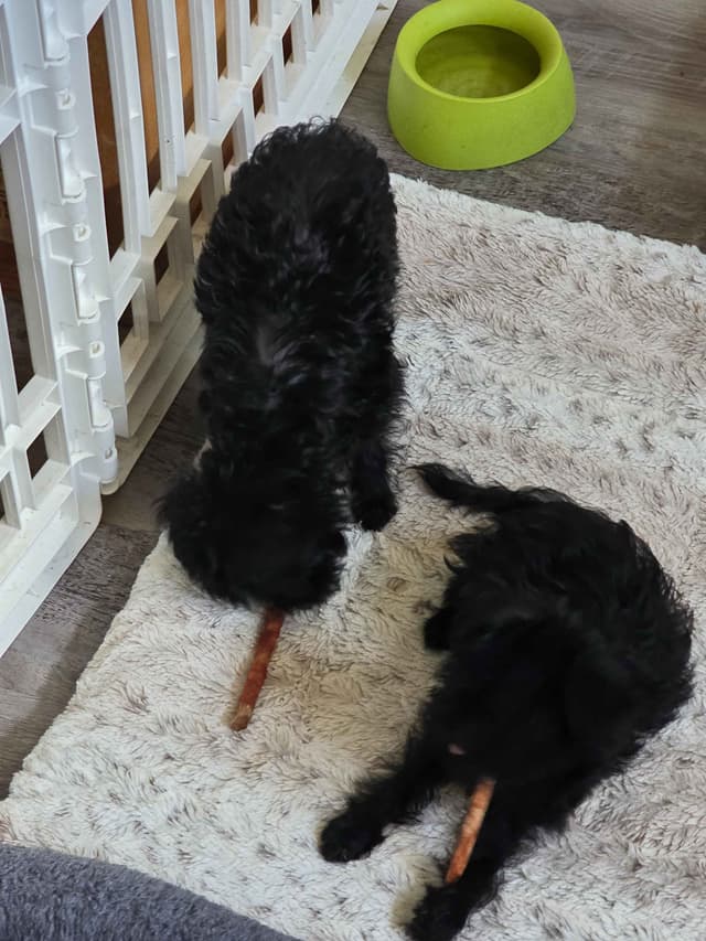 Affenpinscher Puppies media 4