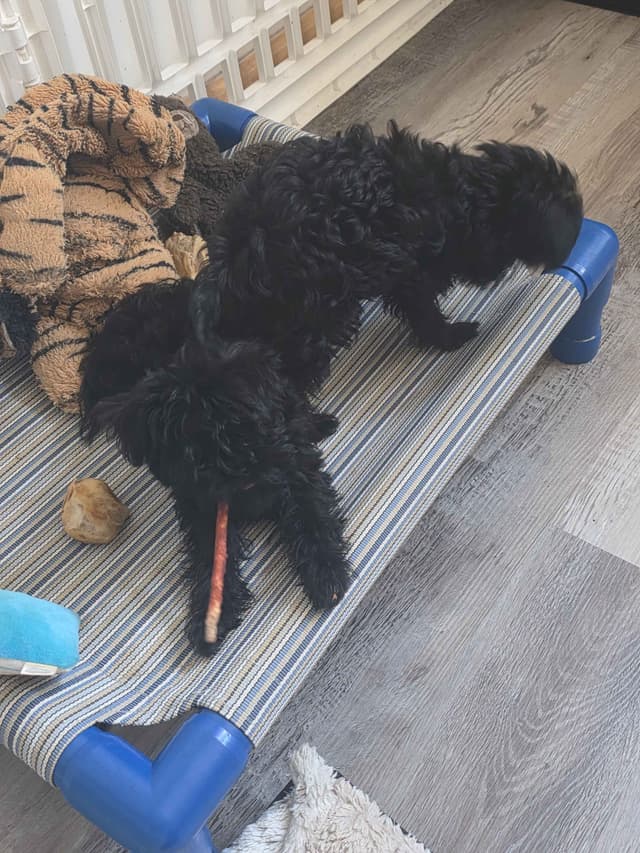 Affenpinscher Puppies media 7
