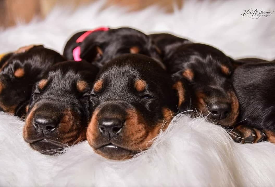Doberman Pinscher Puppies breeder image 3