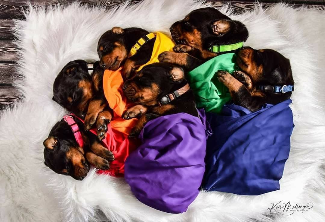 Doberman Pinscher Puppies breeder image 1
