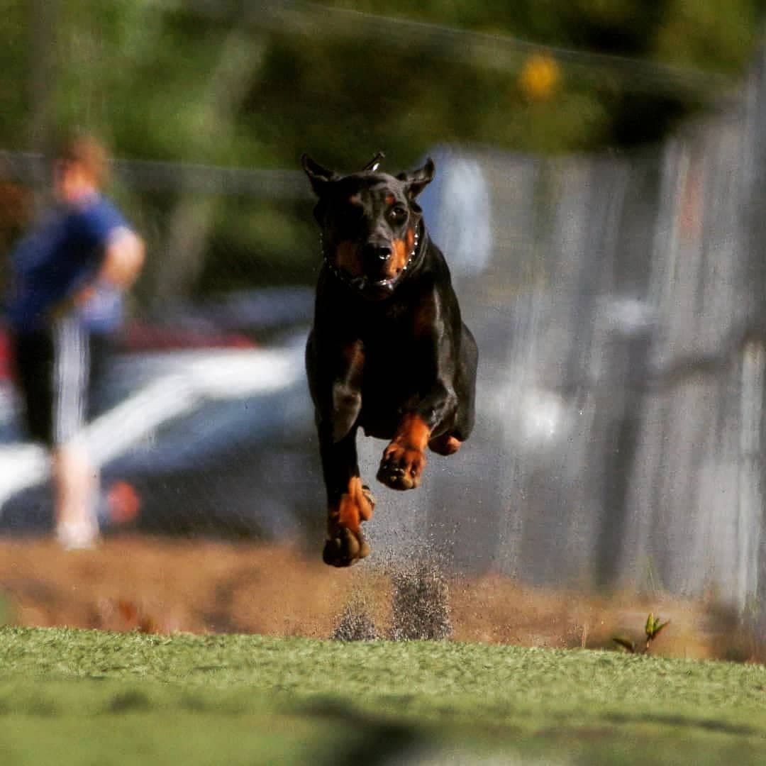 Doberman Pinscher Puppies breeder image 2