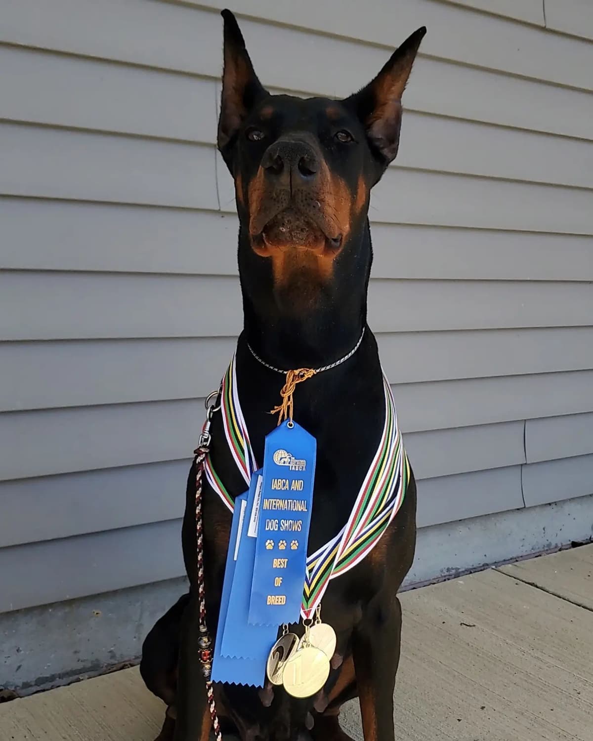 Doberman Pinscher Puppies breeder image 4