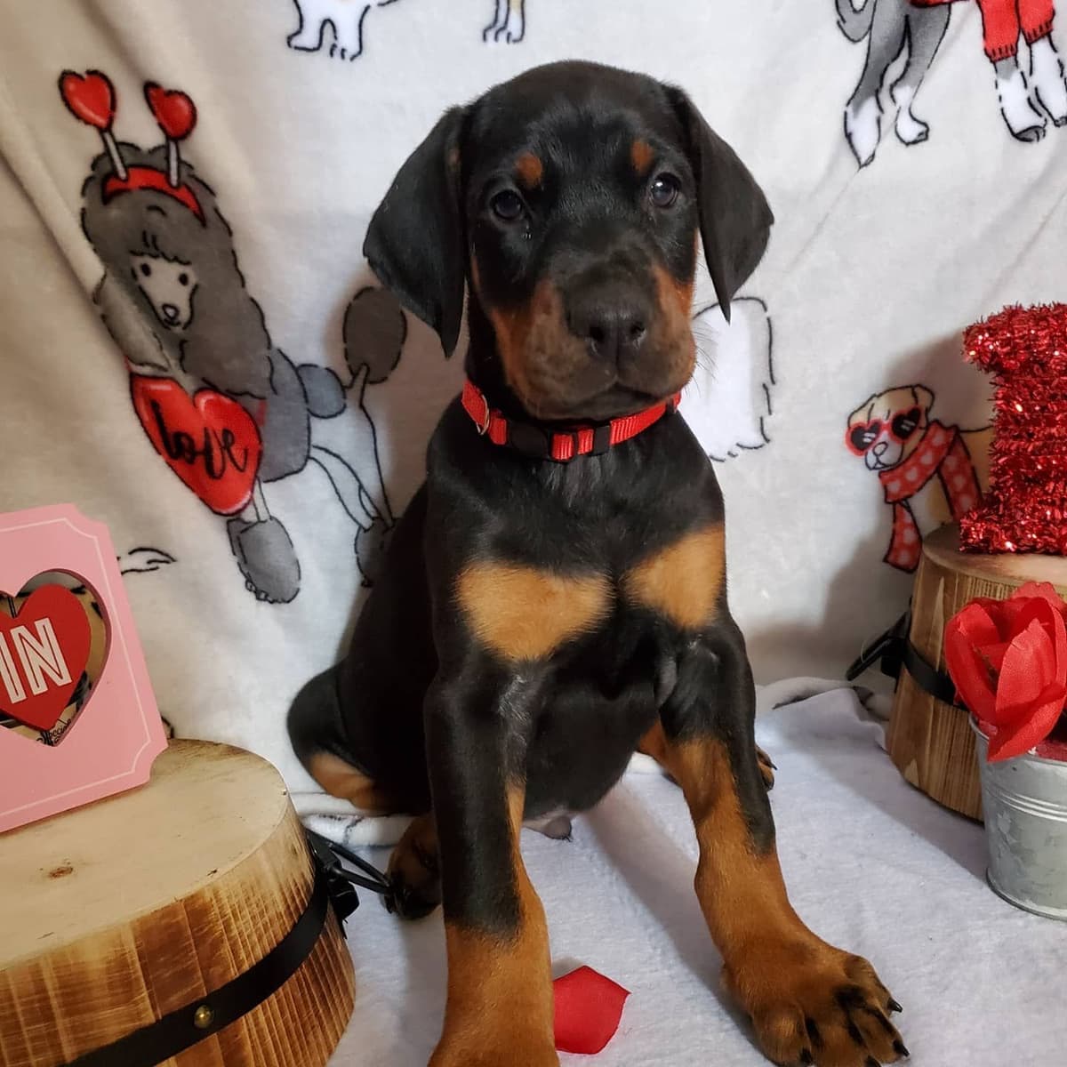 Doberman Pinscher Puppies breeder image 5