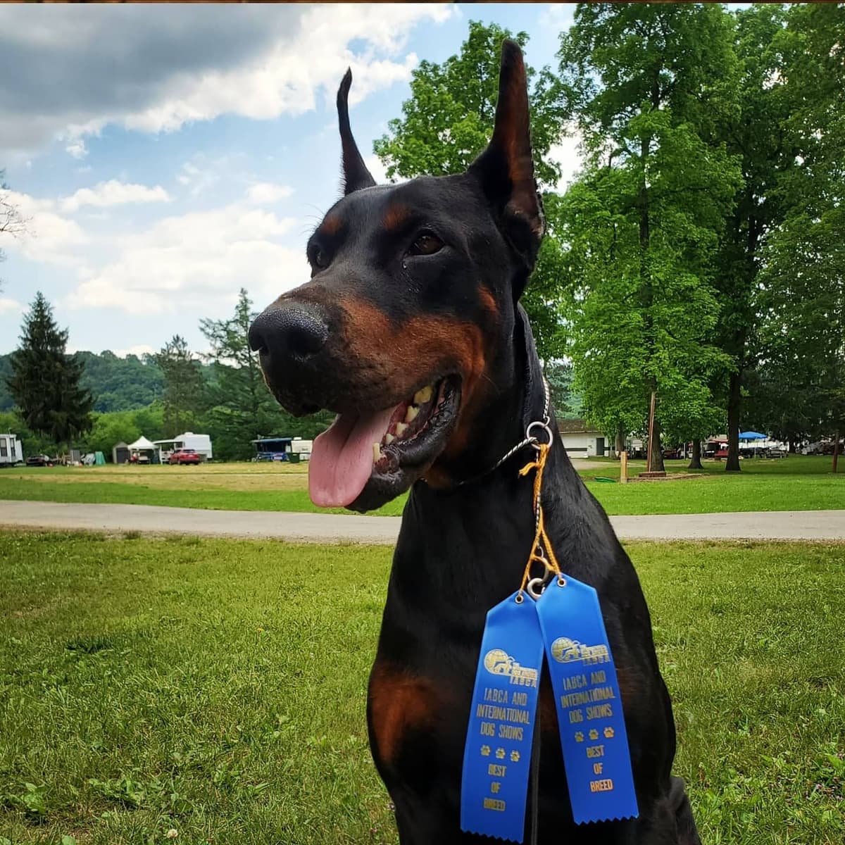 Doberman Pinscher Puppies breeder image 6