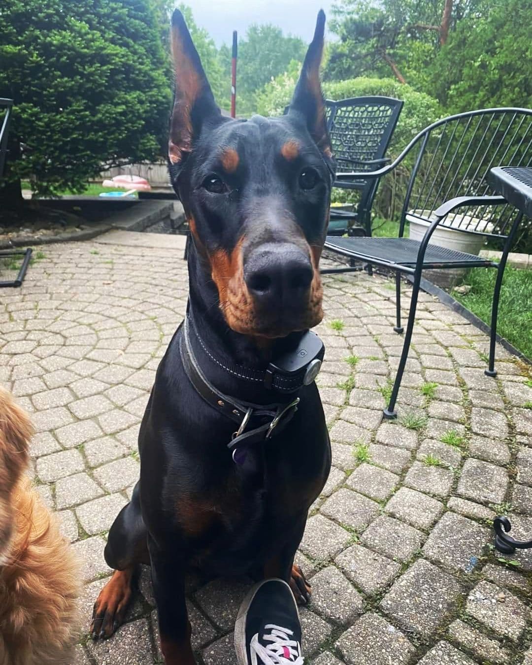Doberman Pinscher Puppies breeder image 7