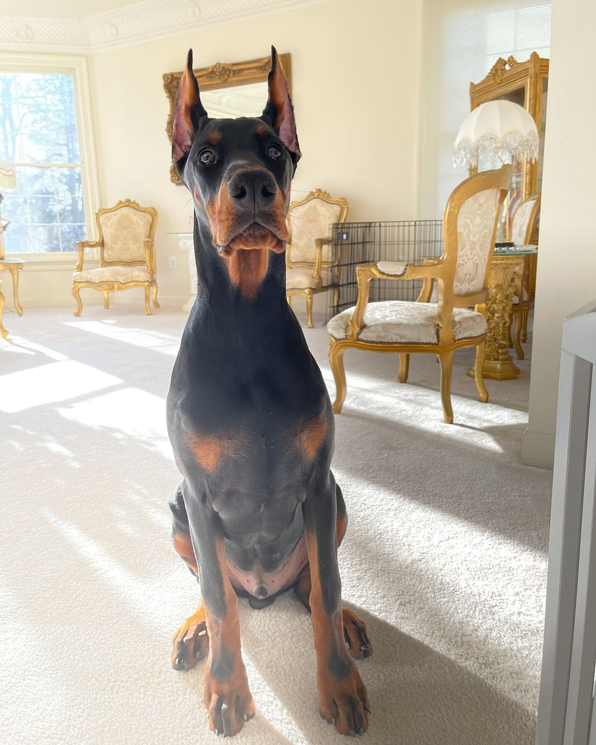 Doberman Pinscher Puppies breeder image 9