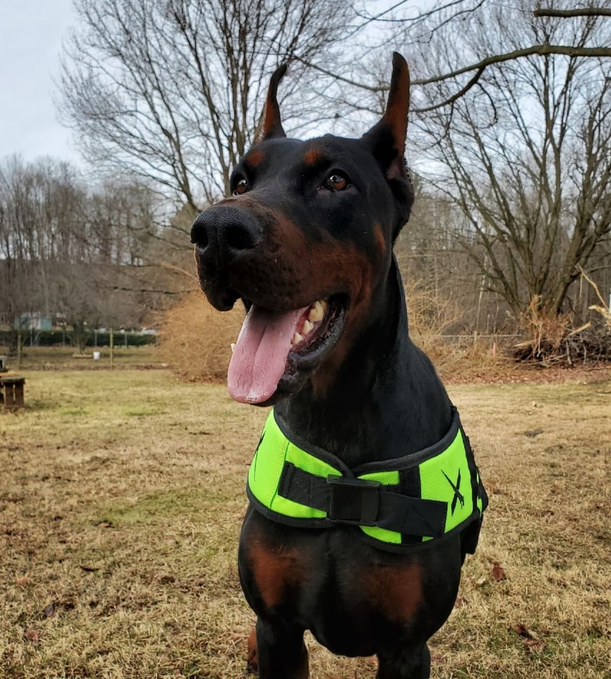 Doberman Pinscher Puppies breeder image 8