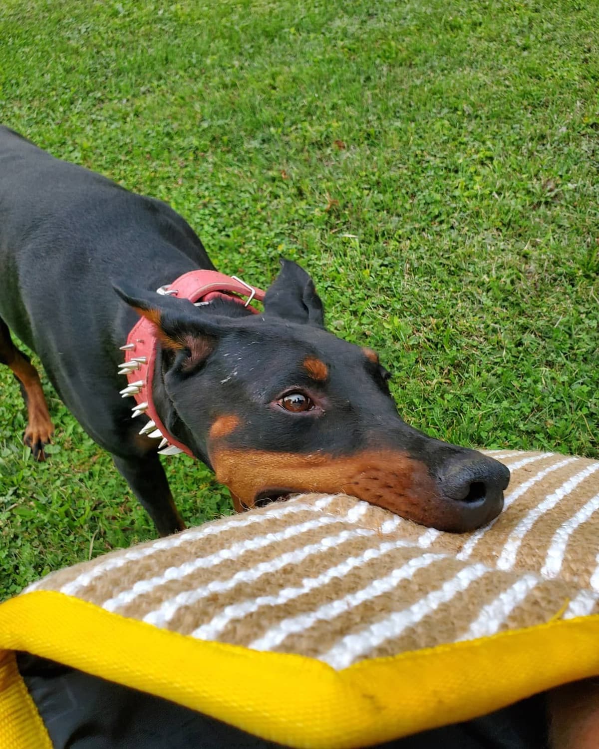 Doberman Pinscher Puppies breeder image 10
