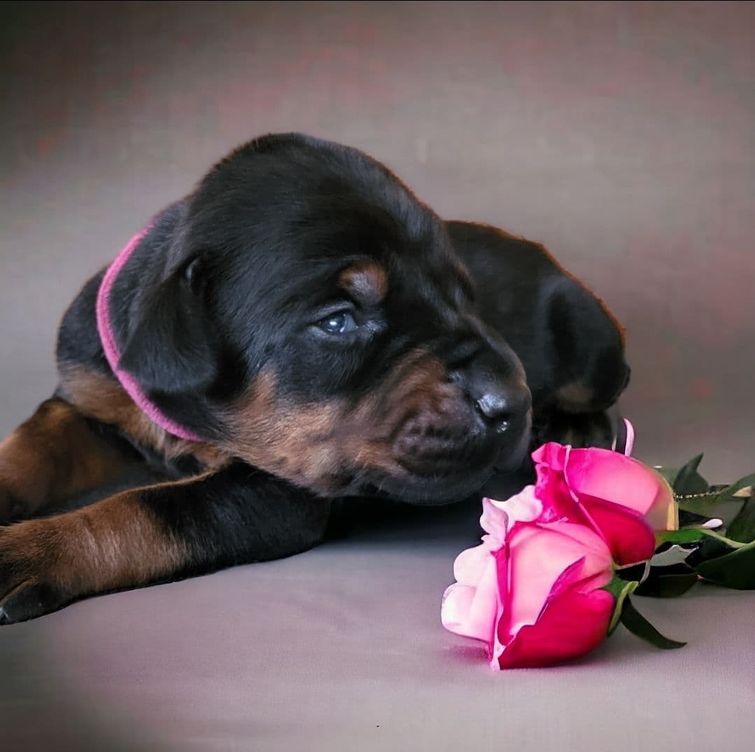 Doberman Pinscher Puppies breeder image 21