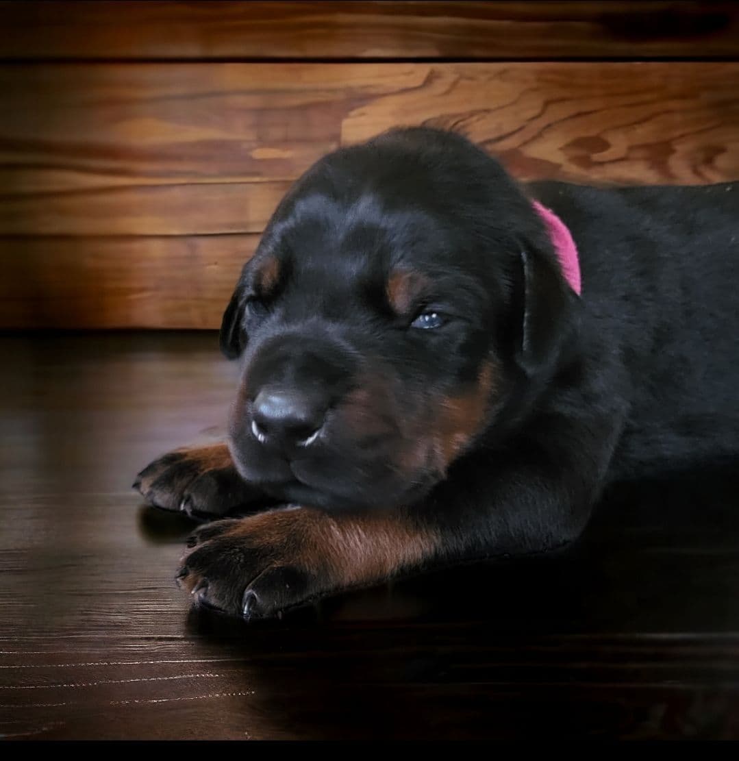 Doberman Pinscher Puppies breeder image 17