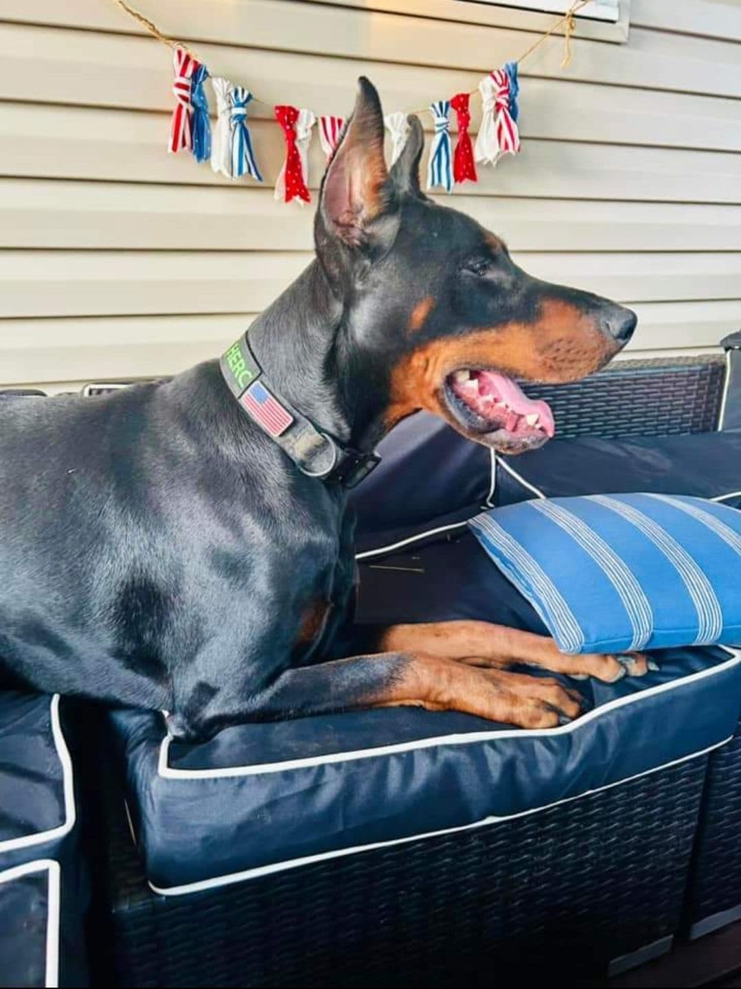 Doberman Pinscher Puppies breeder image 20