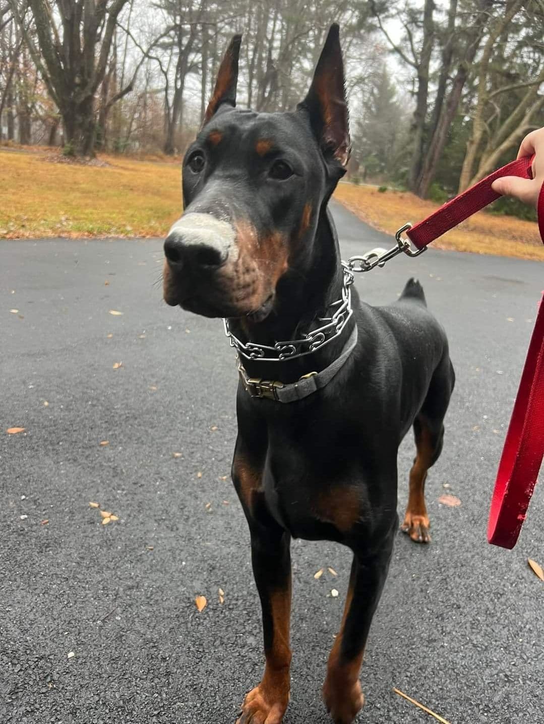 Doberman Pinscher Puppies breeder image 19