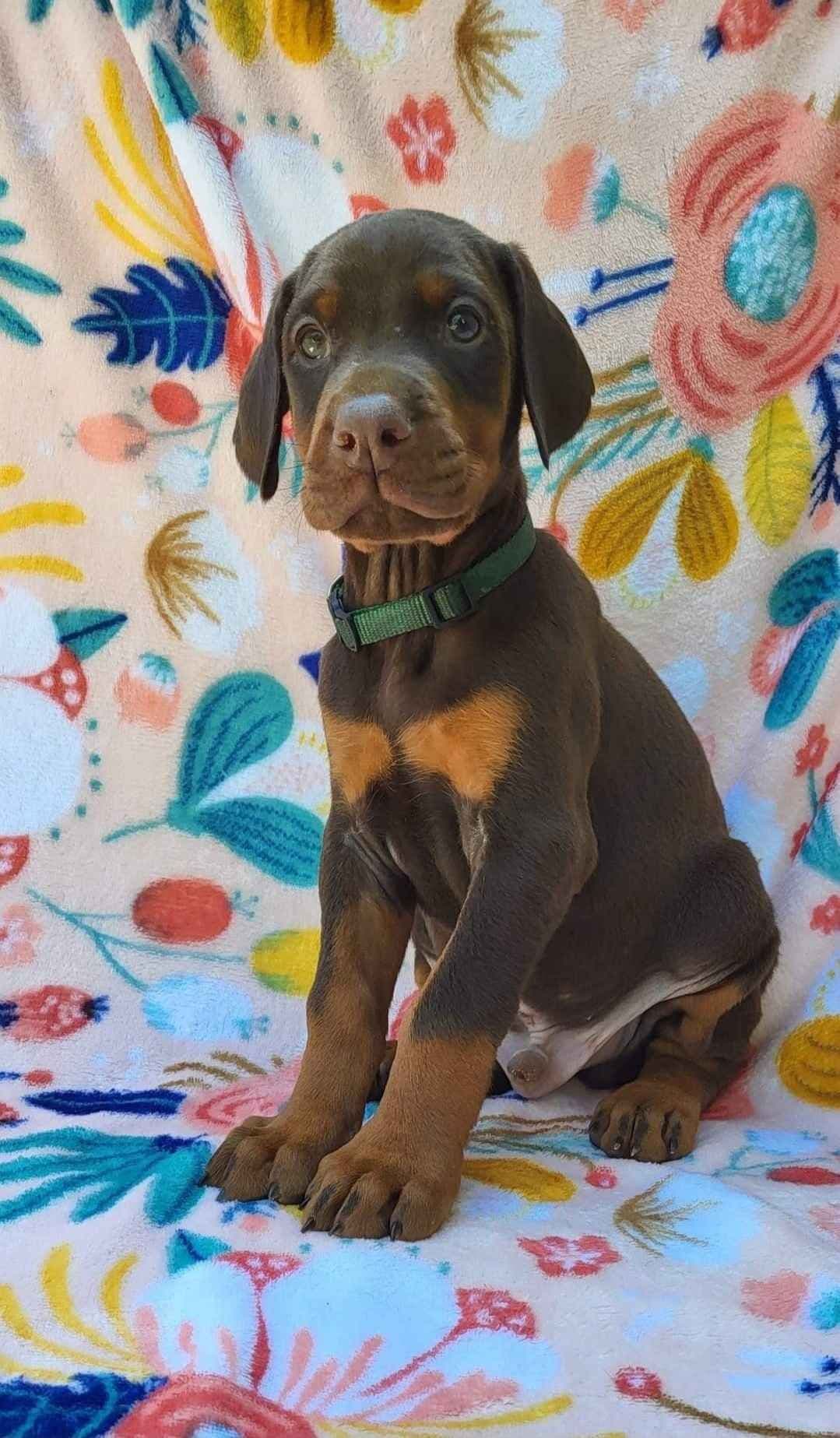 Doberman Pinscher Puppies breeder image 22