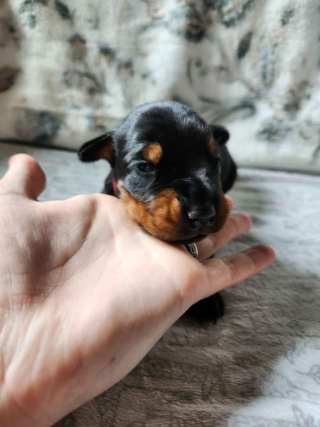 Doberman Pinscher Puppies media 2
