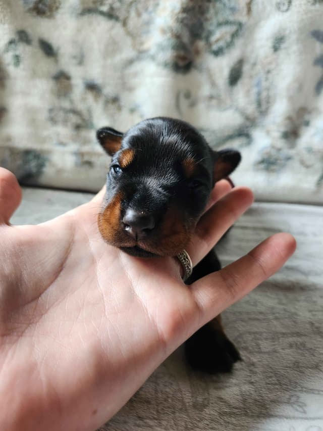 Doberman Pinscher Puppies media 3