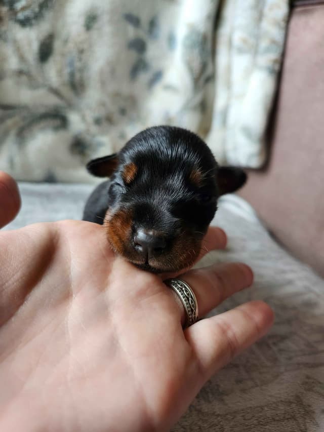 Doberman Pinscher Puppies media 5