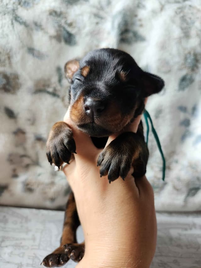 Doberman Pinscher Puppies media 4