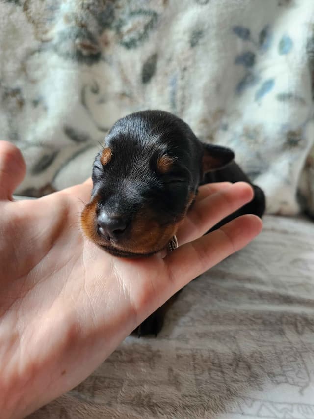 Doberman Pinscher Puppies media 6