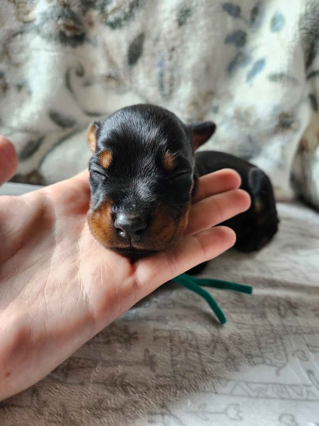 Doberman Pinscher Puppies media 9