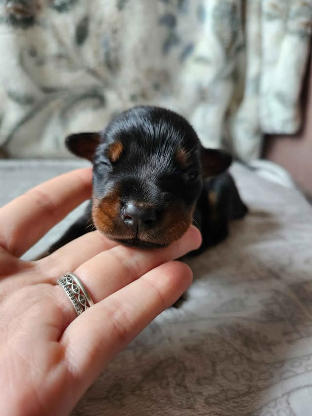 Doberman Pinscher Puppies media 7