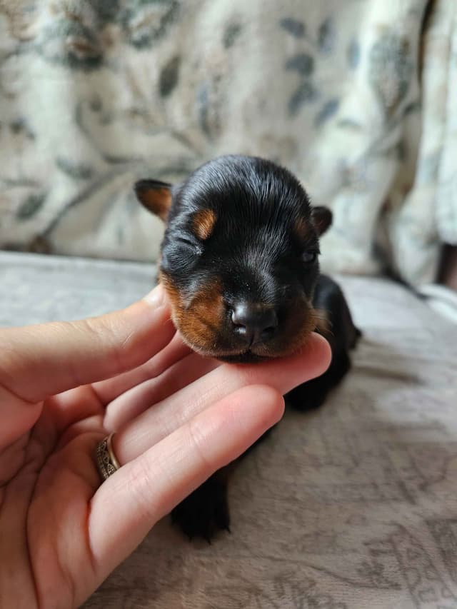Doberman Pinscher Puppies media 8