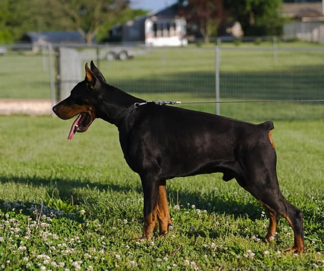 Doberman Pinscher Puppies media 10