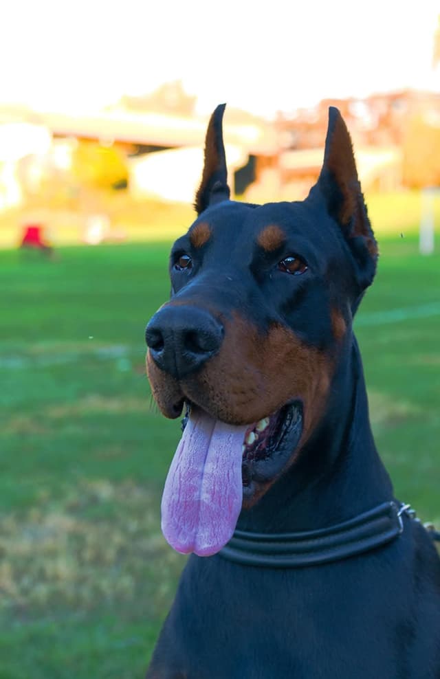 Doberman Pinscher Puppies media 12