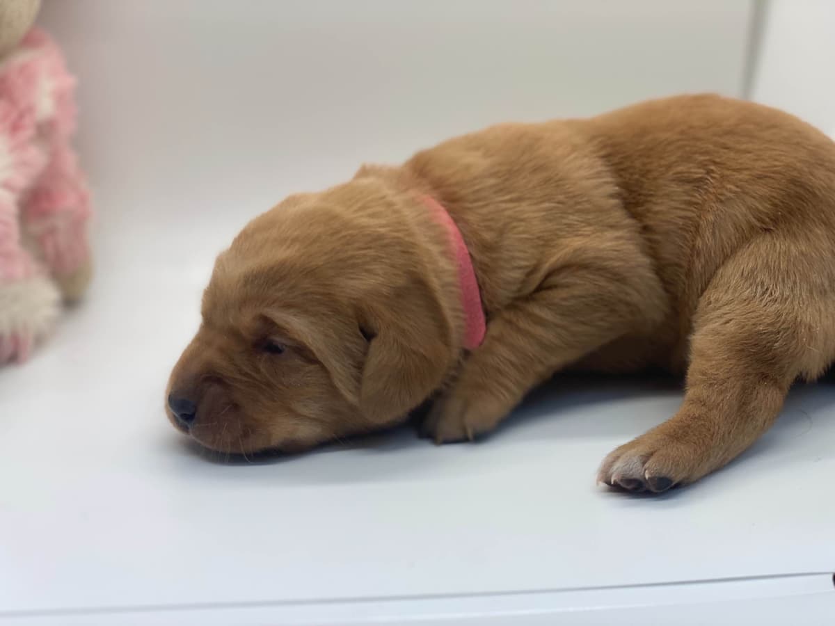 Fox Red English Labrador Retriever Puppies breeder image 1