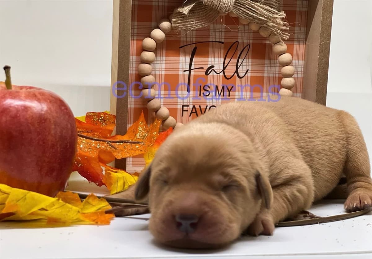 Fox Red English Labrador Retriever Puppies breeder image 2
