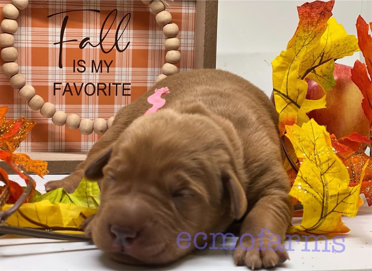 Fox Red English Labrador Retriever Puppies breeder image 4