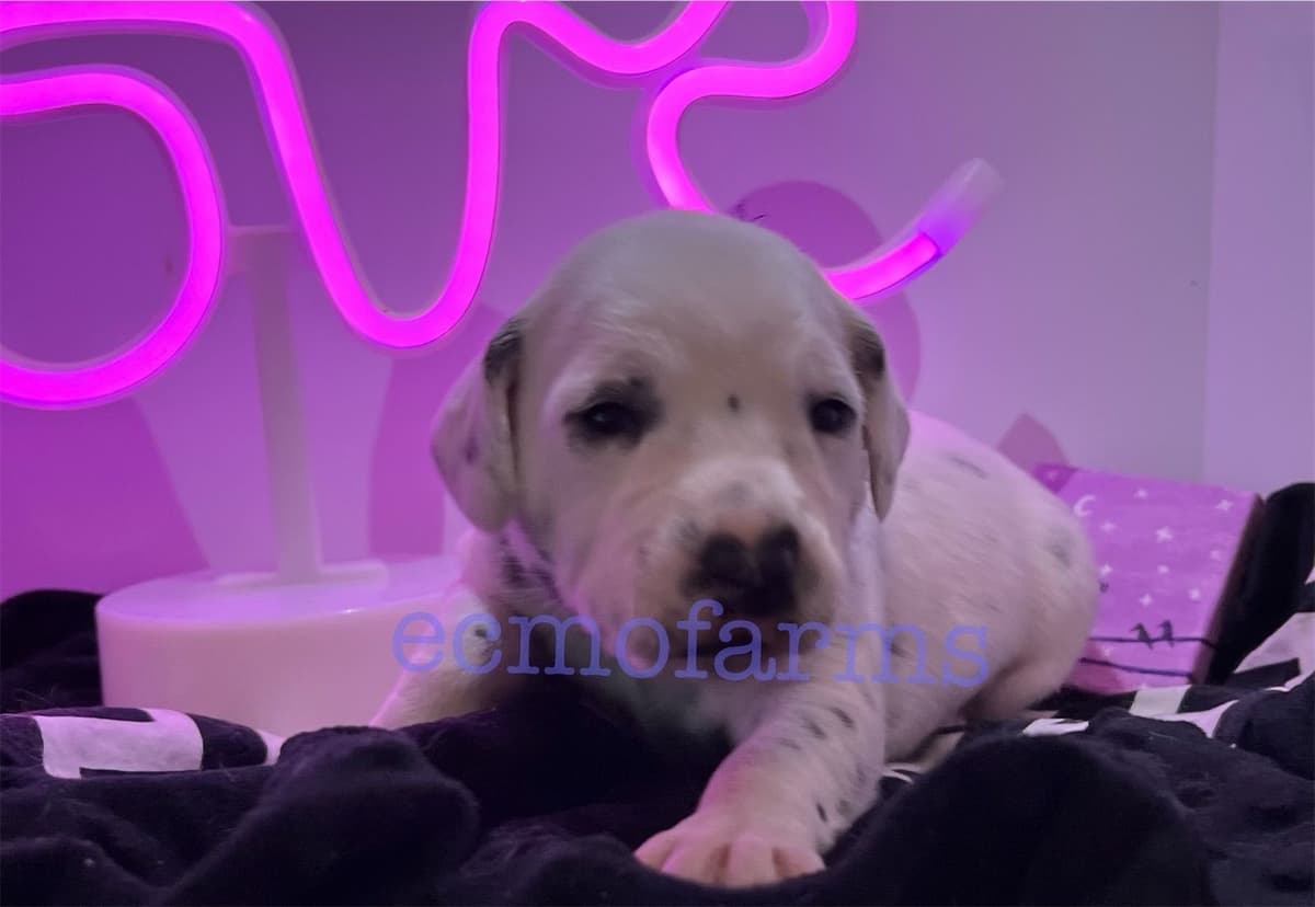 Fox Red English Labrador Retriever Puppies breeder image 6