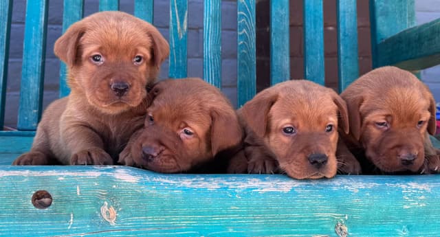 Fox Red English Labrador Retriever Puppies media 3