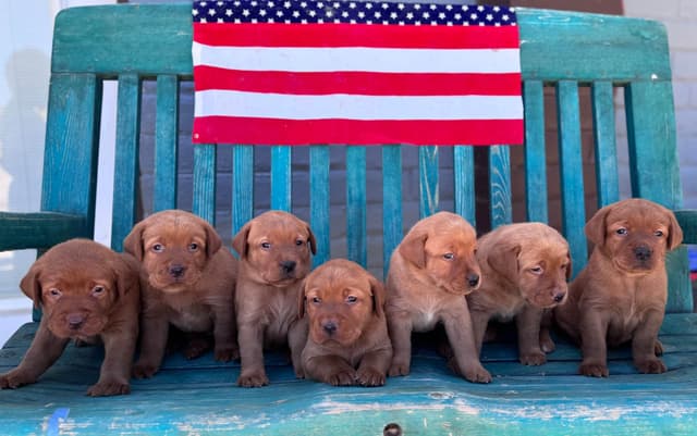 Fox Red English Labrador Retriever Puppies media 2