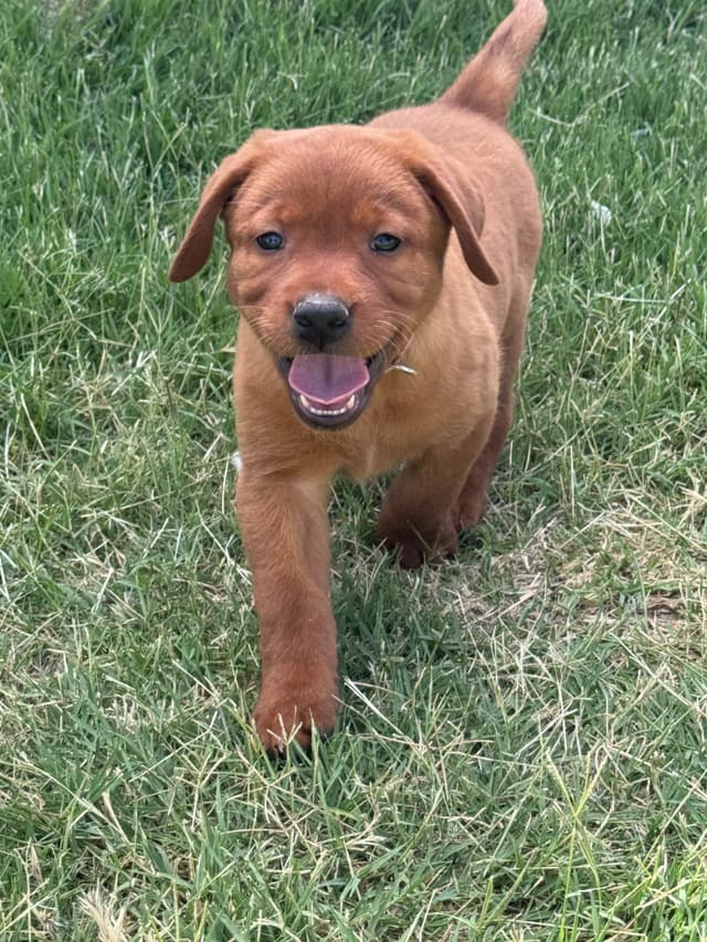 Fox Red English Labrador Retriever Puppies media 4