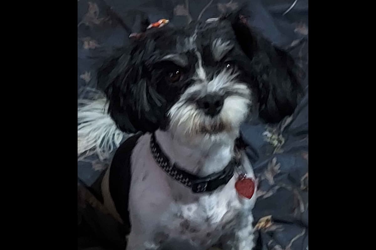 Havanese Puppies AKC breeder image 1