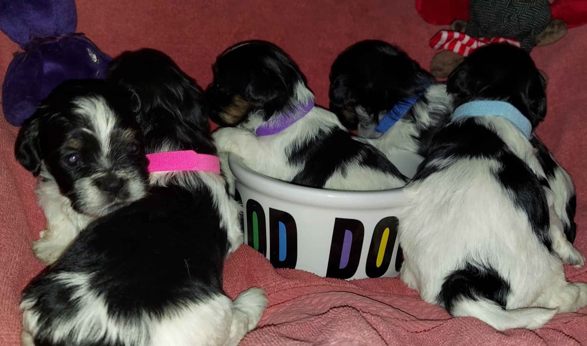Havanese Puppies AKC breeder image 4