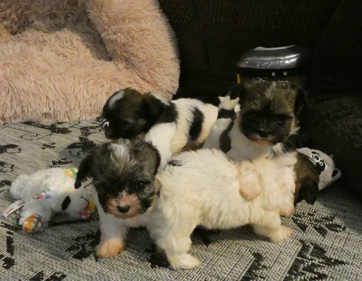 Havanese Puppies AKC breeder image 5