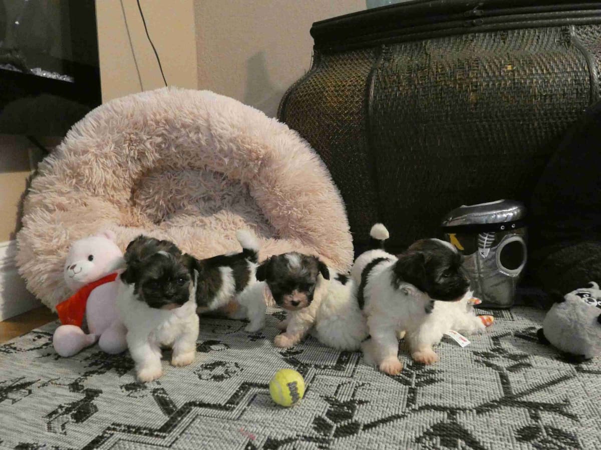 Havanese Puppies AKC breeder image 2